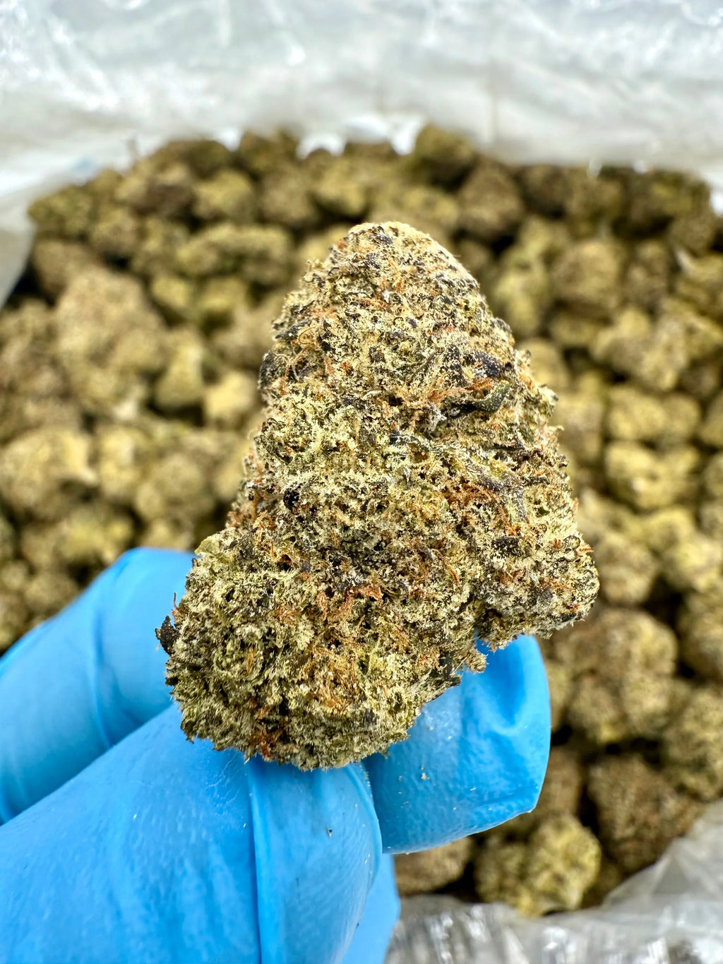 Gumbo THCA Flower - Stoner Exotic - Stoner