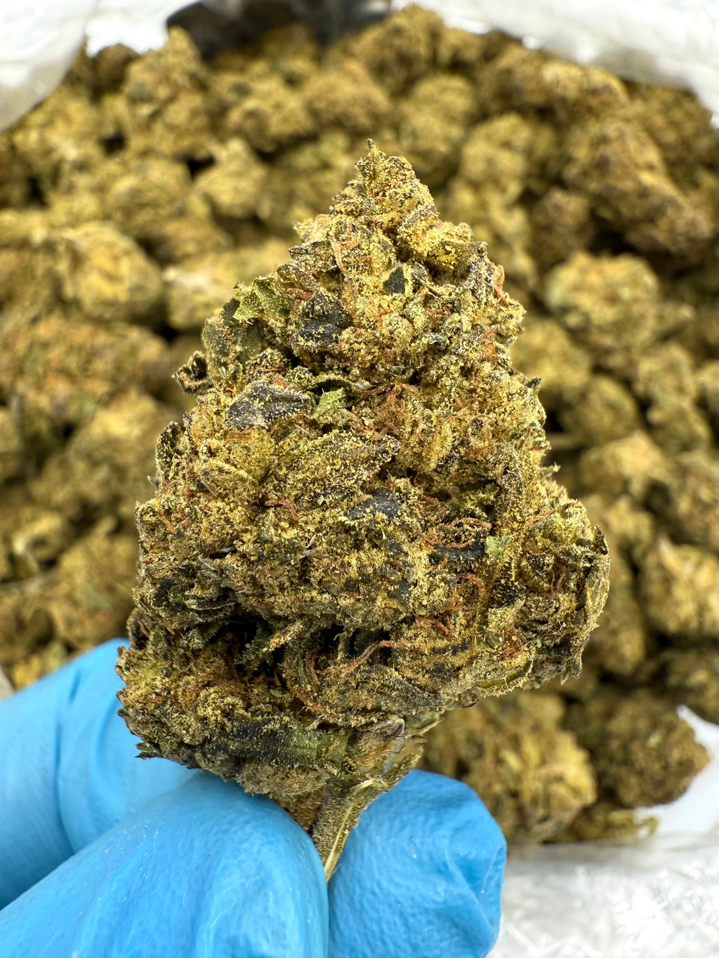 Apple Fritter THCA Flower - Stoner Classic - Stoner