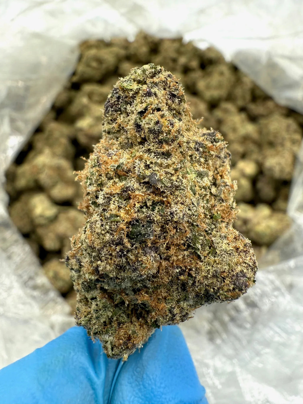 Blackberry Super Boof THCA Flower - Stoner Exotic - Stoner