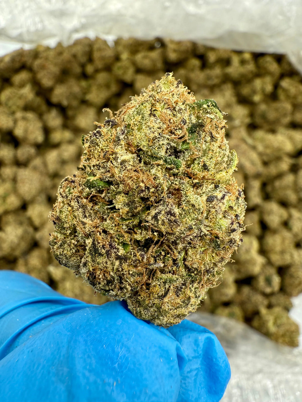 Blue Nerdz THCA Flower - Stoner Exotic - Stoner