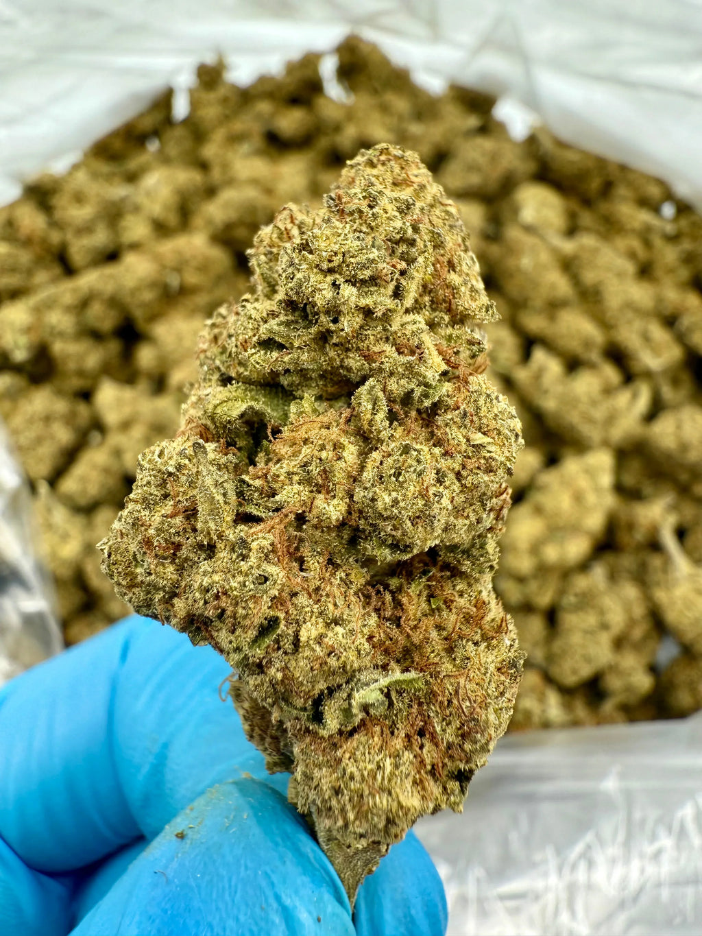 Cereal Milk THCA Flower - Stoner Premium - Stoner