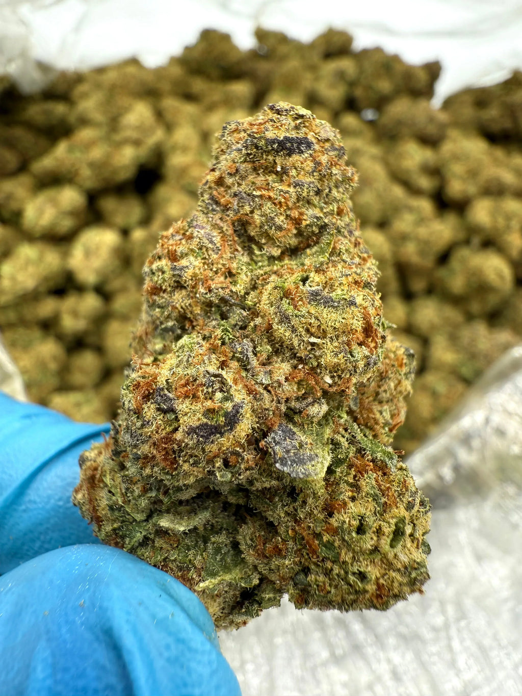 Cookies and Cream THCA Flower - Stoner Exotic - Stoner