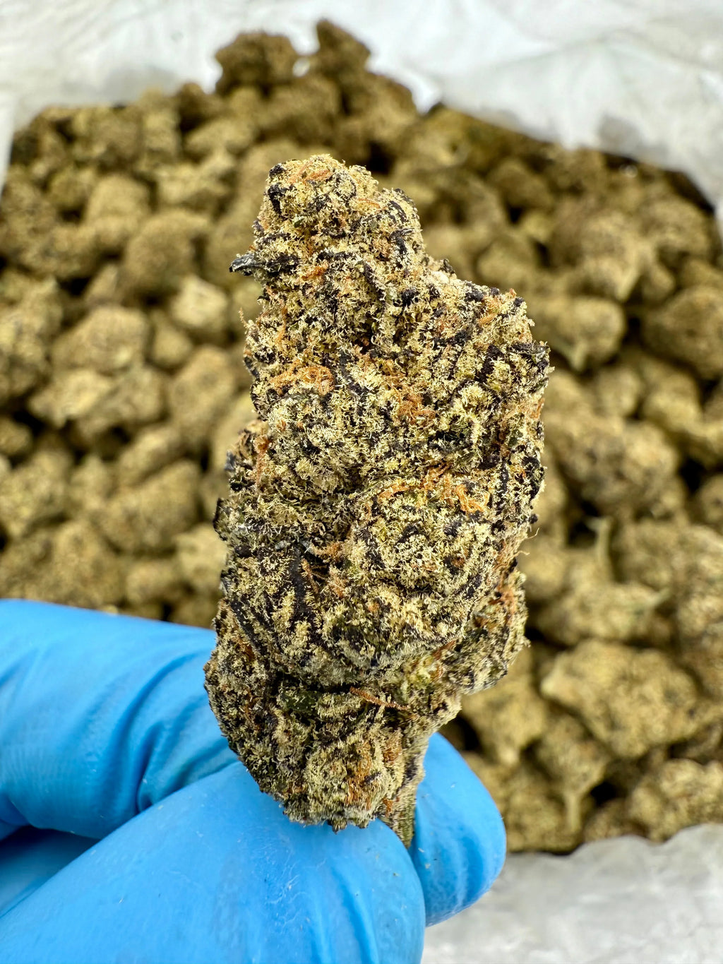 Cream Pop THCA Flower - Stoner Exotic - Stoner