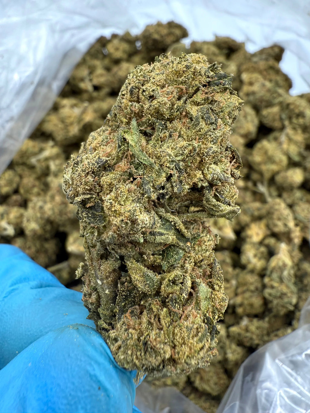 Gorilla Glue THCA Flower - Stoner Classic - Stoner