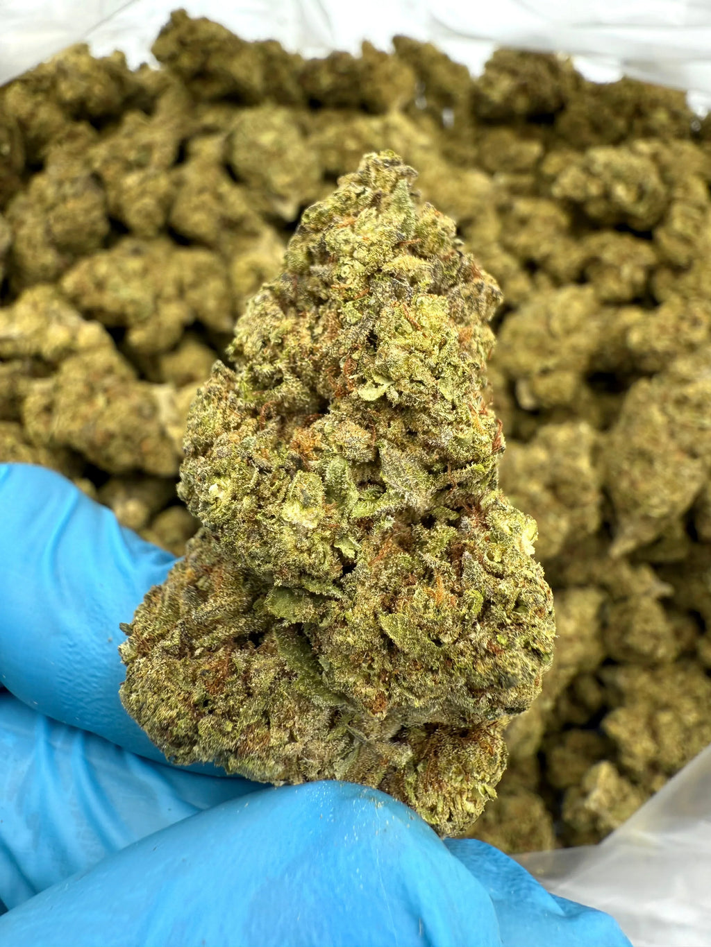 Grapes and Cream THCA Flower - Stoner Premium - Stoner