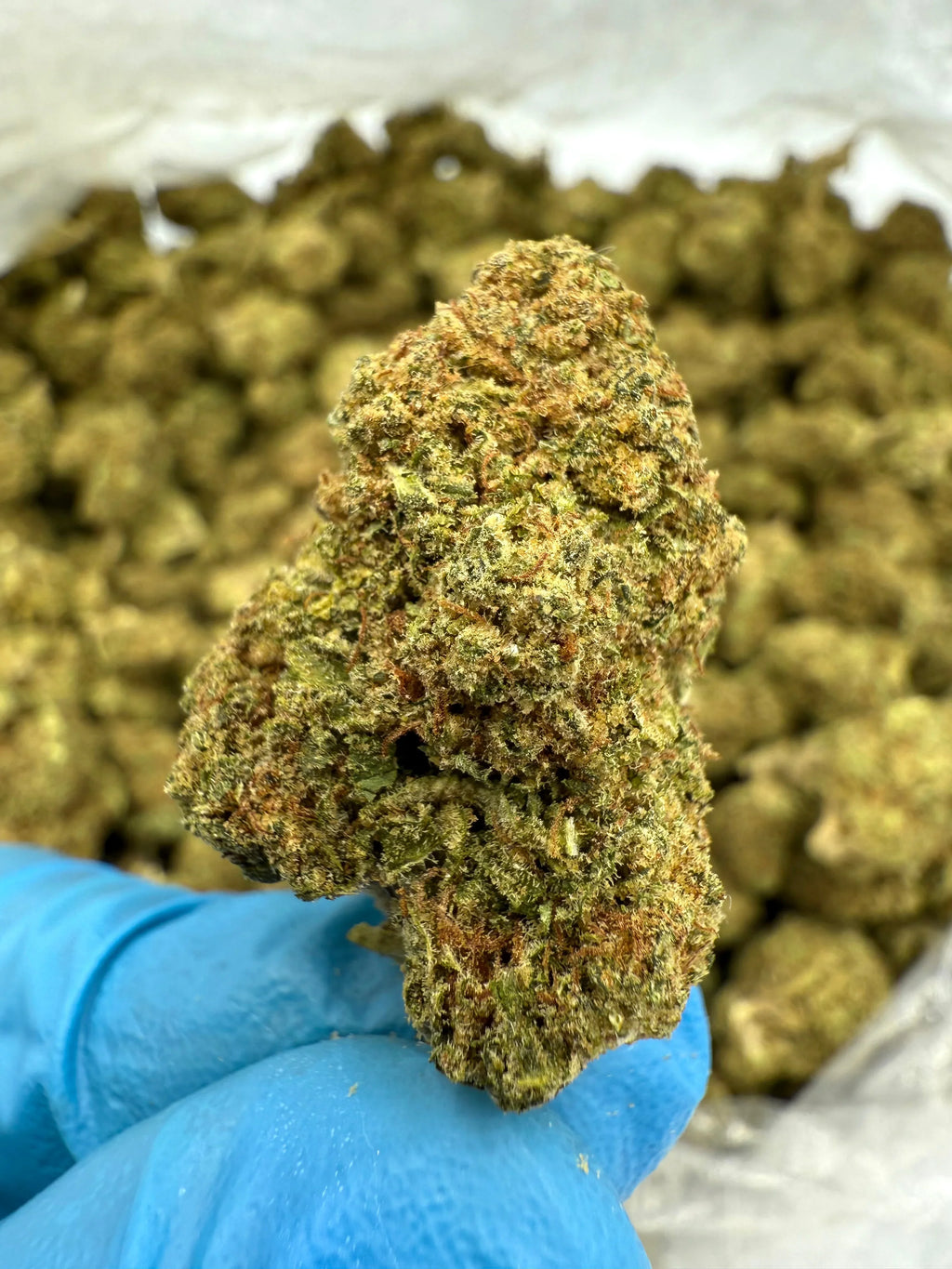 LA Kush Cake THCA Flower - Stoner Premium - Stoner