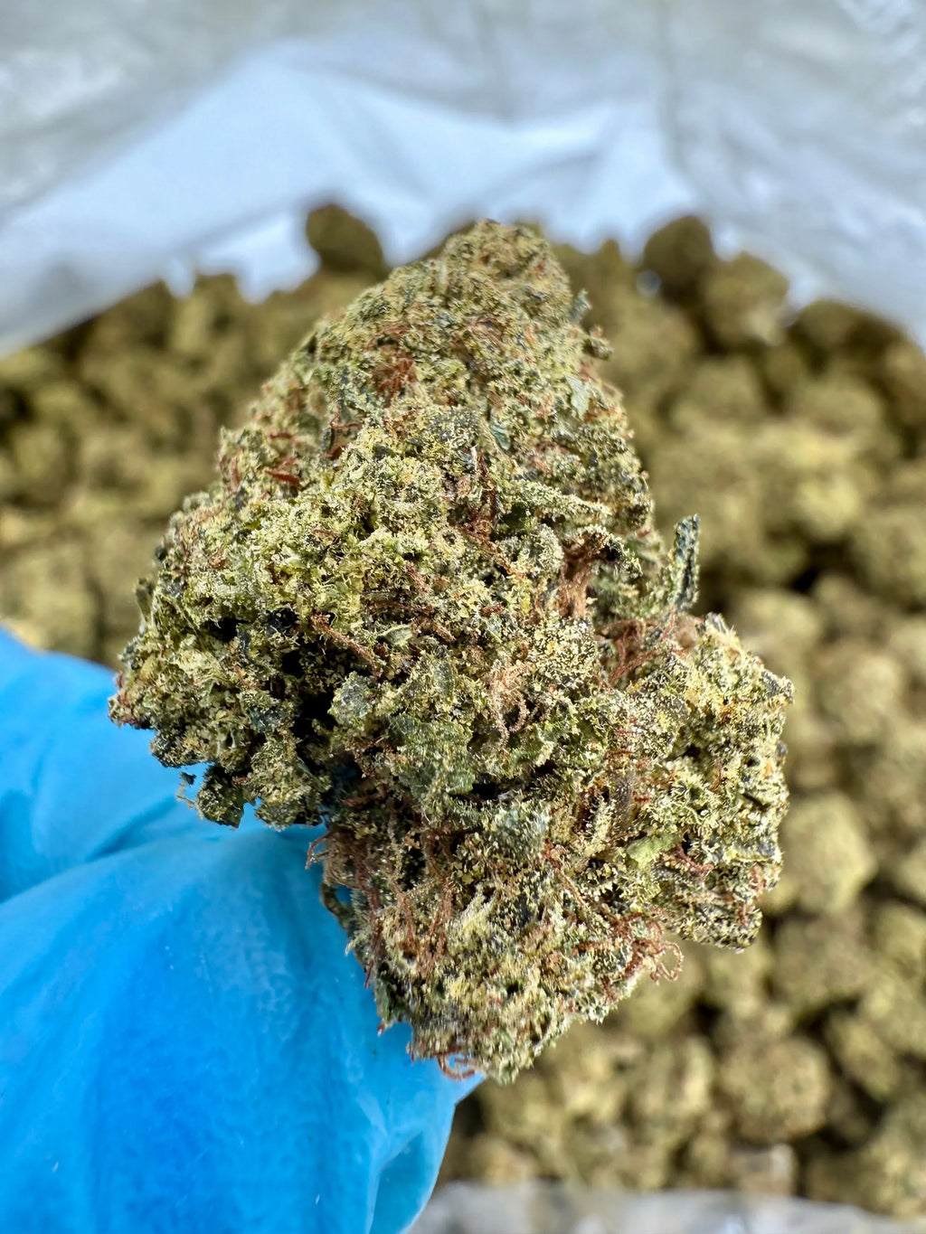 Lemon Cherry Gelato THCA Flower - Stoner Premium - Stoner