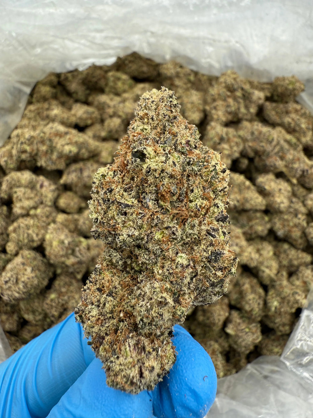 Lizard Burger THCA Flower - Stoner Exotic - Stoner