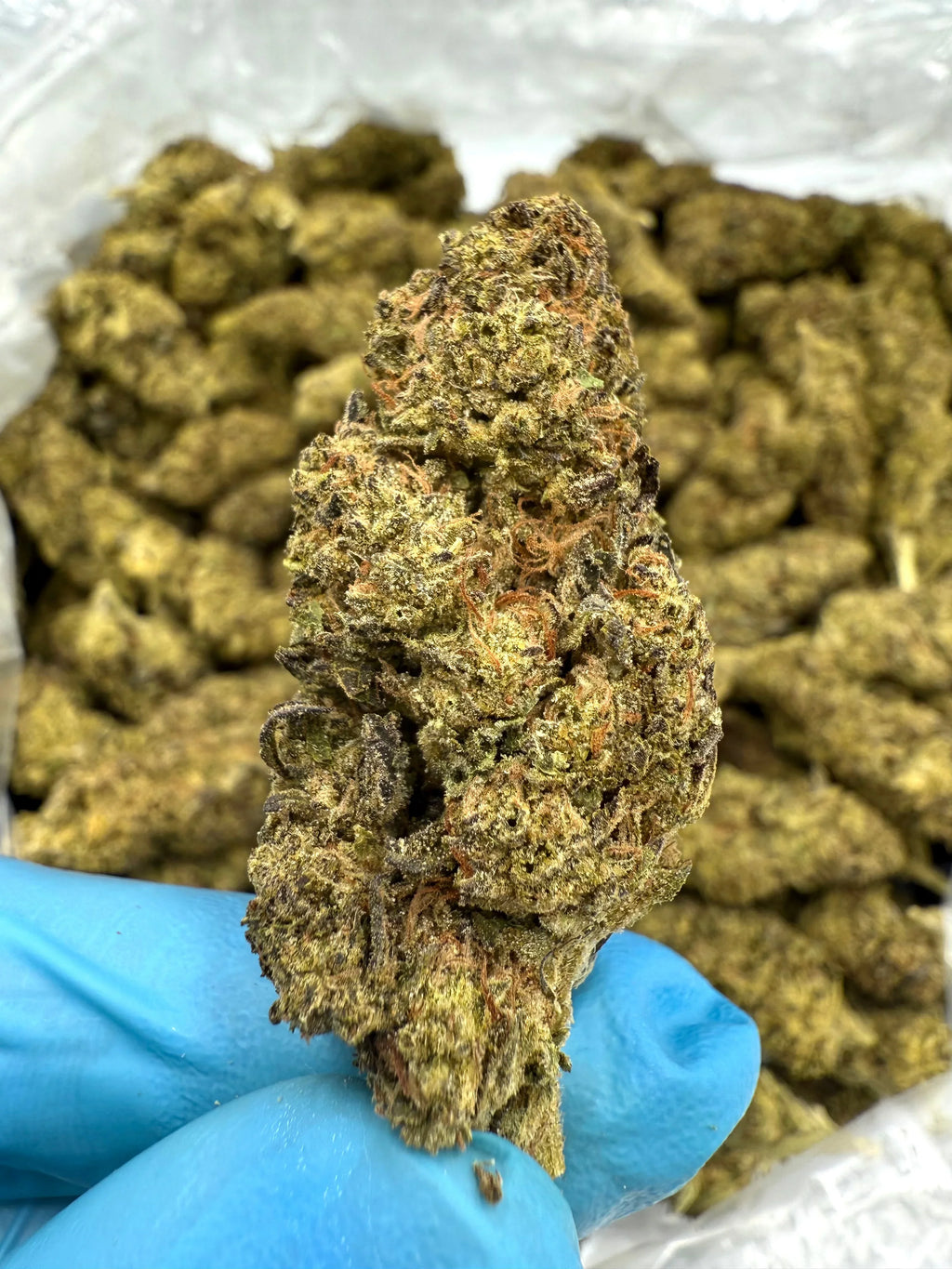 Rainbow Runtz THCA Flower - Stoner Premium - Stoner