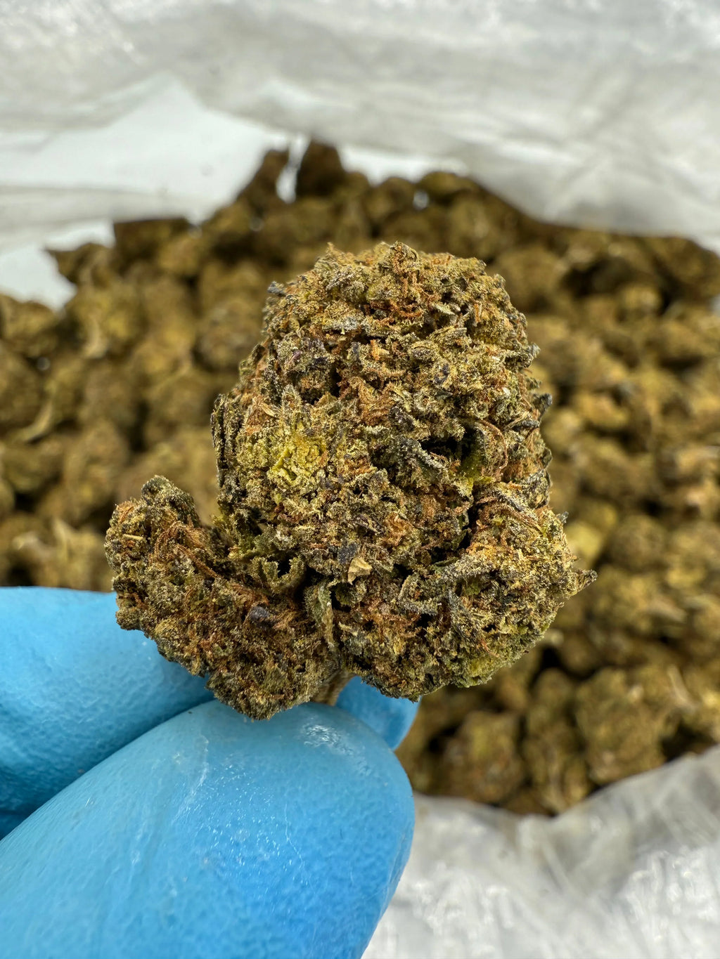 Skywalker OG THCA Flower - Stoner Classic - Stoner