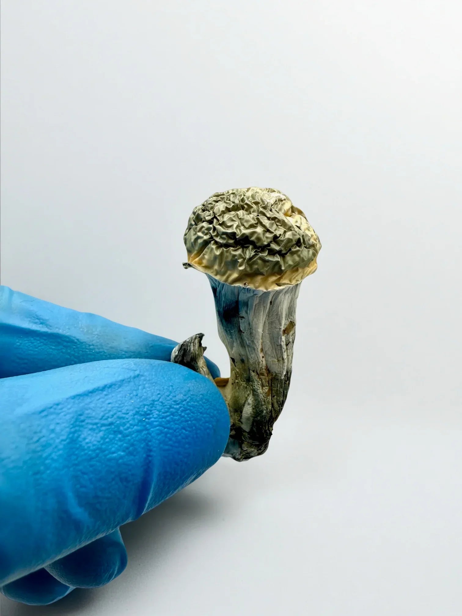 Fruiting Body Mushrooms – 7 g / 3,500 mg - Stoner
