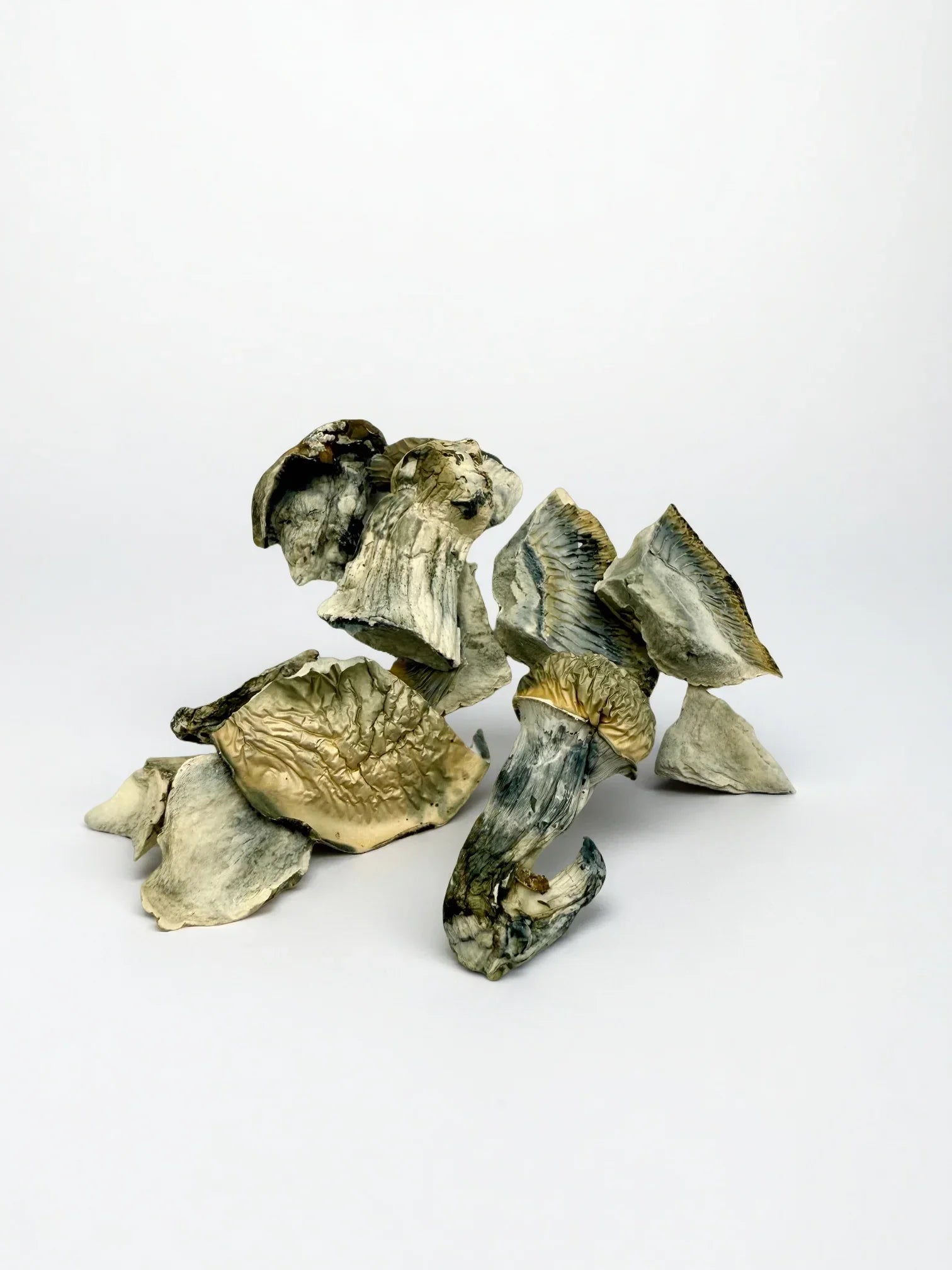 Fruiting Body Mushrooms – 7 g / 3,500 mg - Stoner